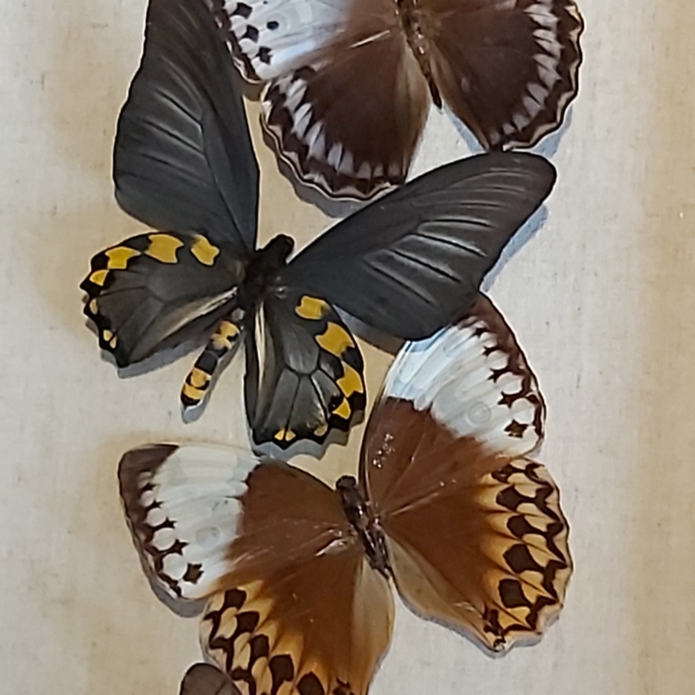Black and Brown Butterfly Art Wall Decor